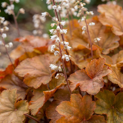 Marmalade Heuchera