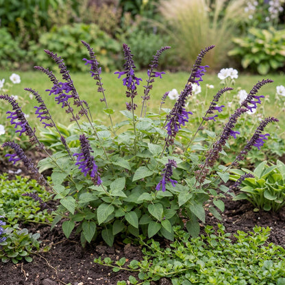 Indigo Spires Sage grows into a tall bushy plant 4 to 6 feet high with dark stems and deep green leaves