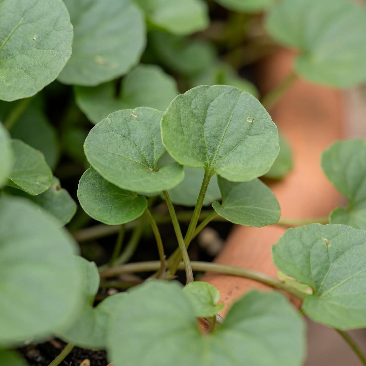 California Ponysfoot Dichondra