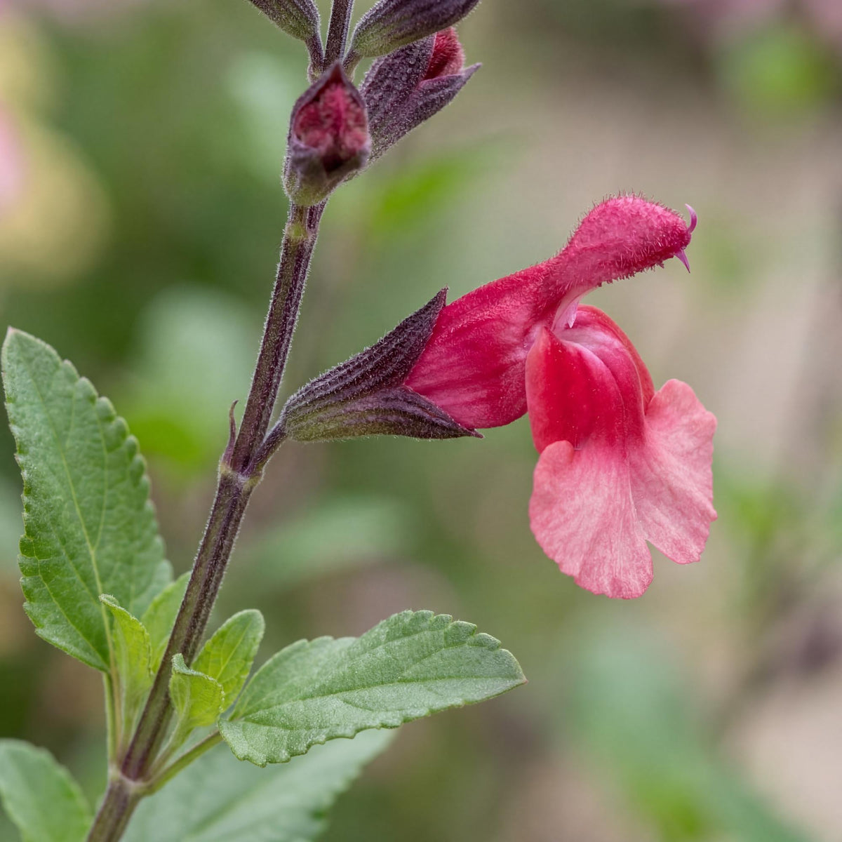 Ignition Sunrise VIBE Salvia