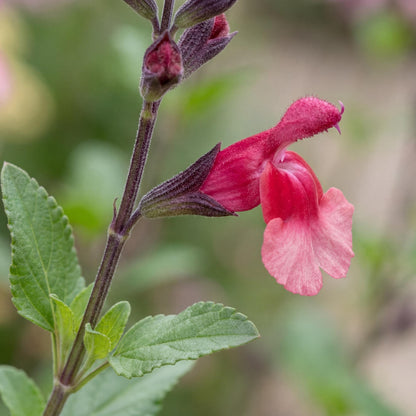 Ignition Sunrise VIBE Salvia