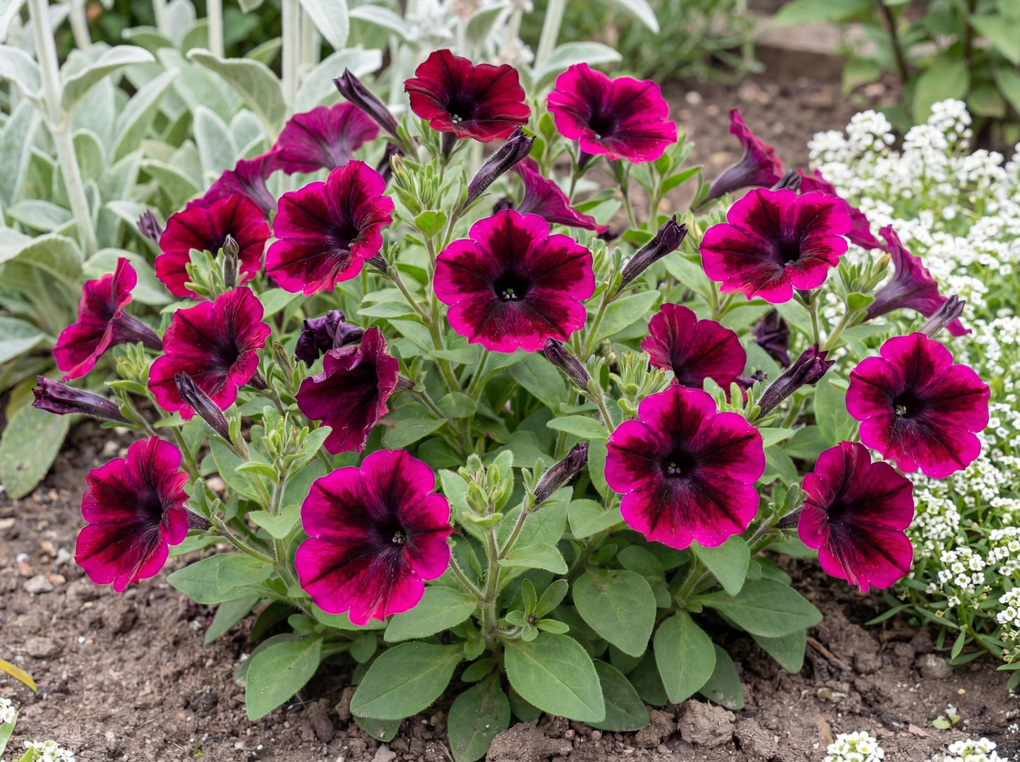 Crazytunia Cosmic Purple Petunia