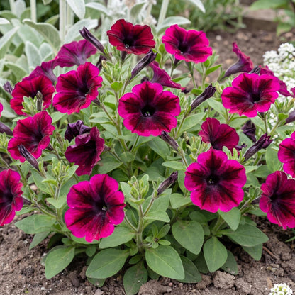 Crazytunia Cosmic Purple Petunia