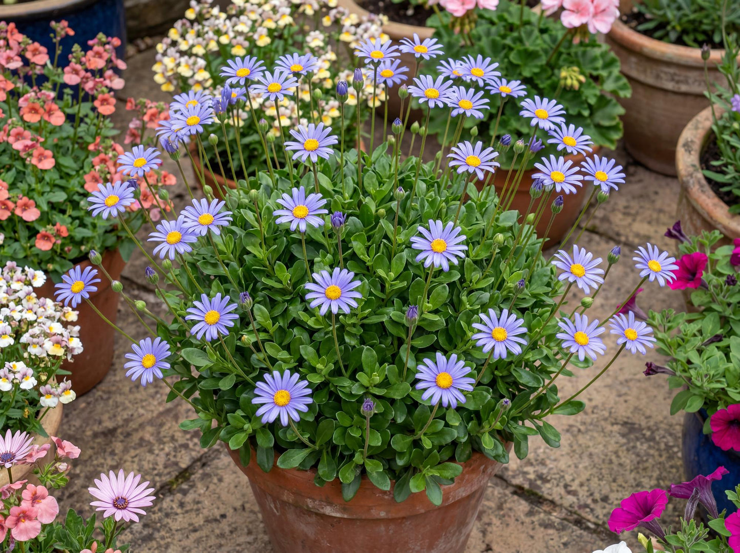 Forever Blue Blue Daisy
