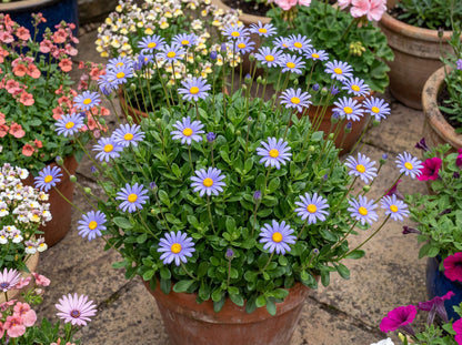 Forever Blue Blue Daisy