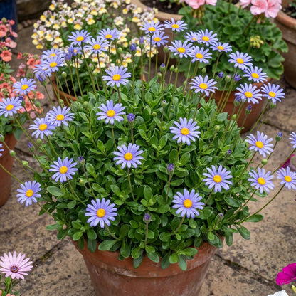 Forever Blue Blue Daisy