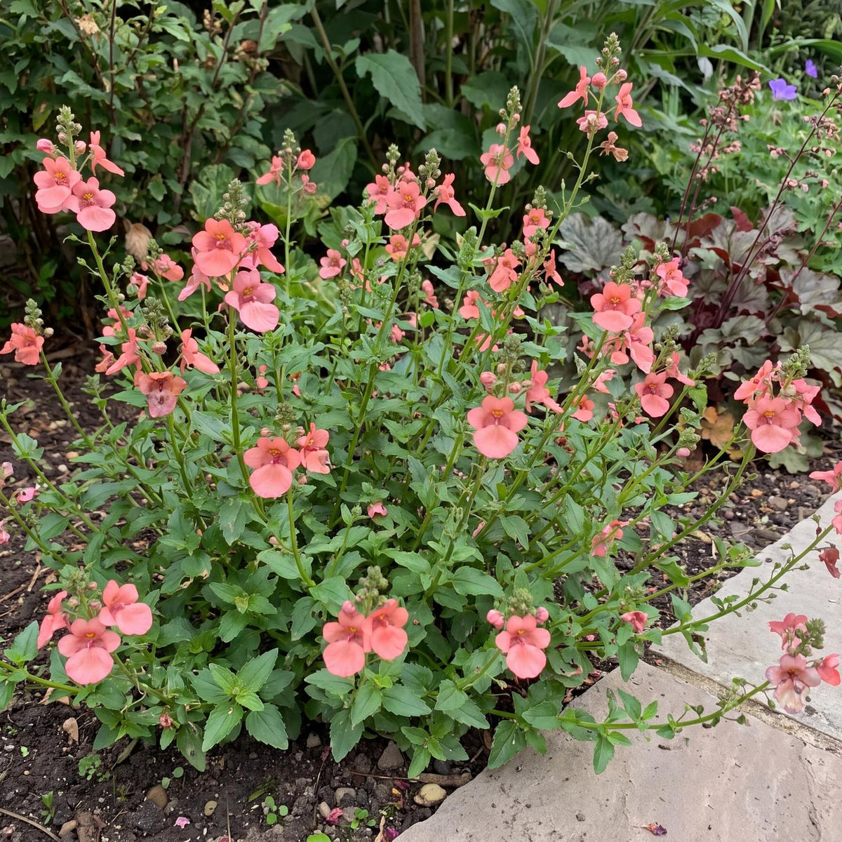 Trinity Salmon Twinspur in a 4-inch pot, a compact bushy plant with salmon-pink flowers over green foliage