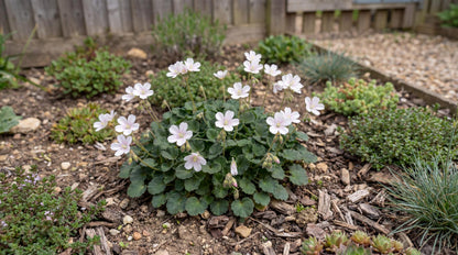 Album Erodium
