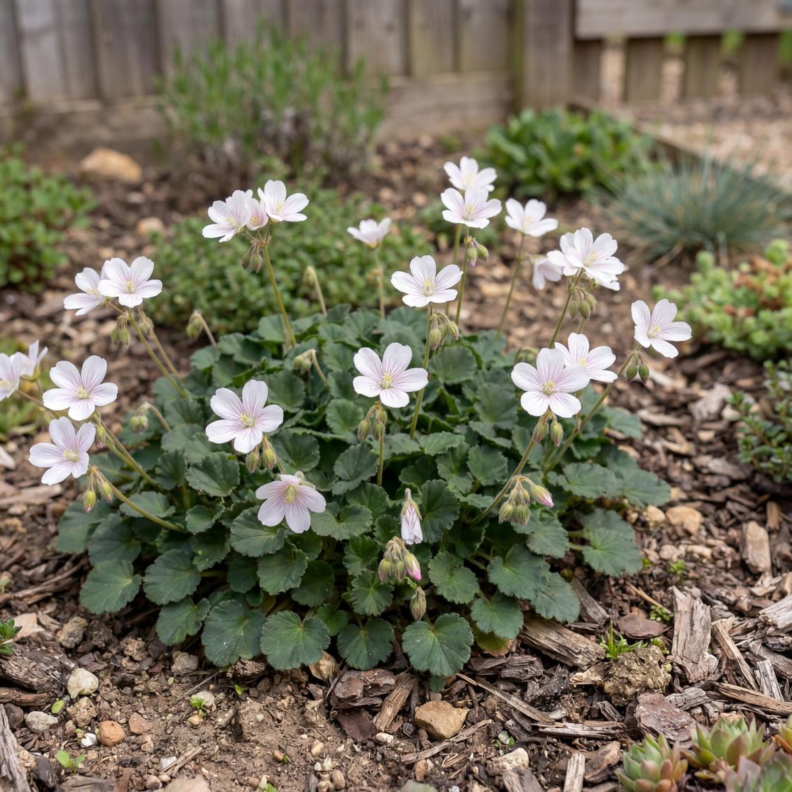 Album Erodium