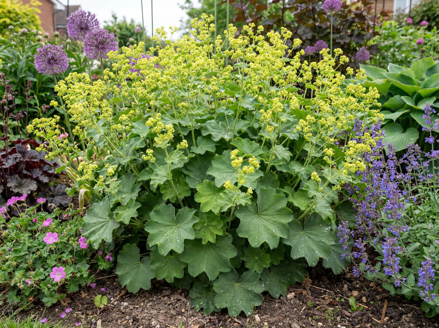 Thriller Lady's Mantle