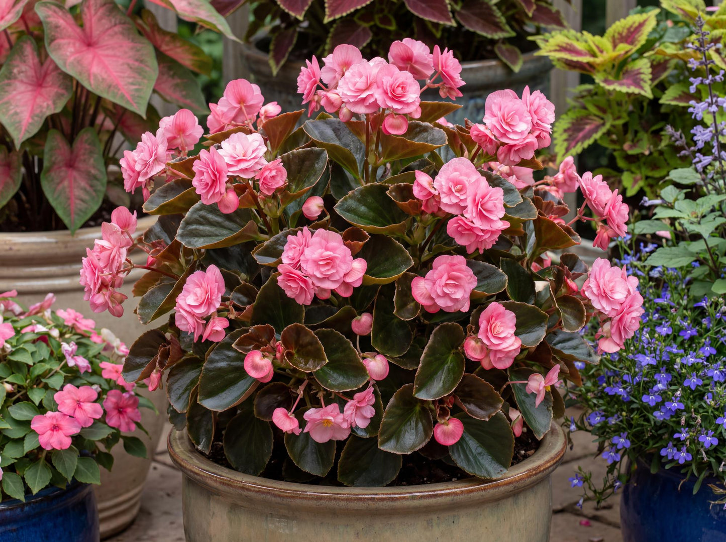 Doublet Pink Wax Begonia
