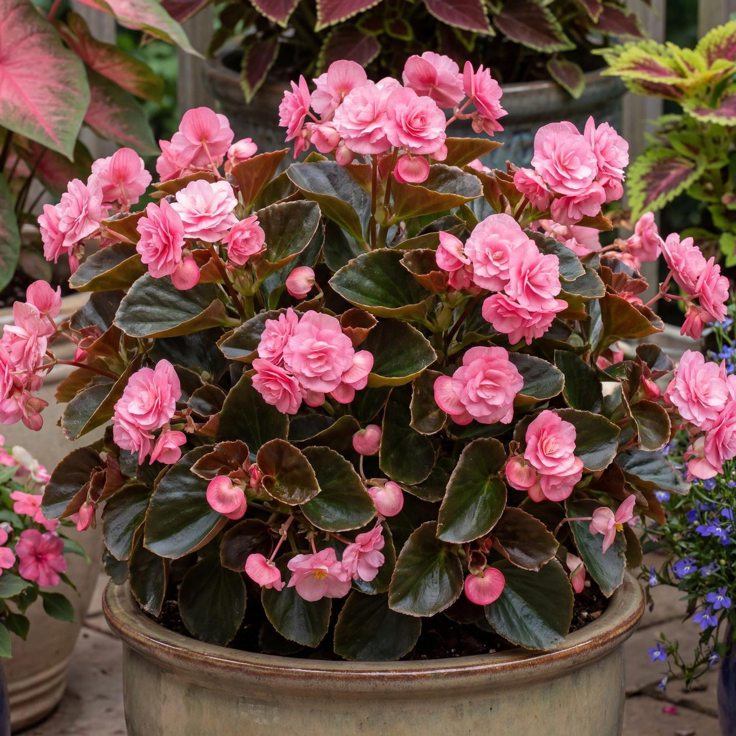 Doublet Pink Wax Begonia in a 4-inch pot, double pink flowers over compact bronze-green mounded foliage