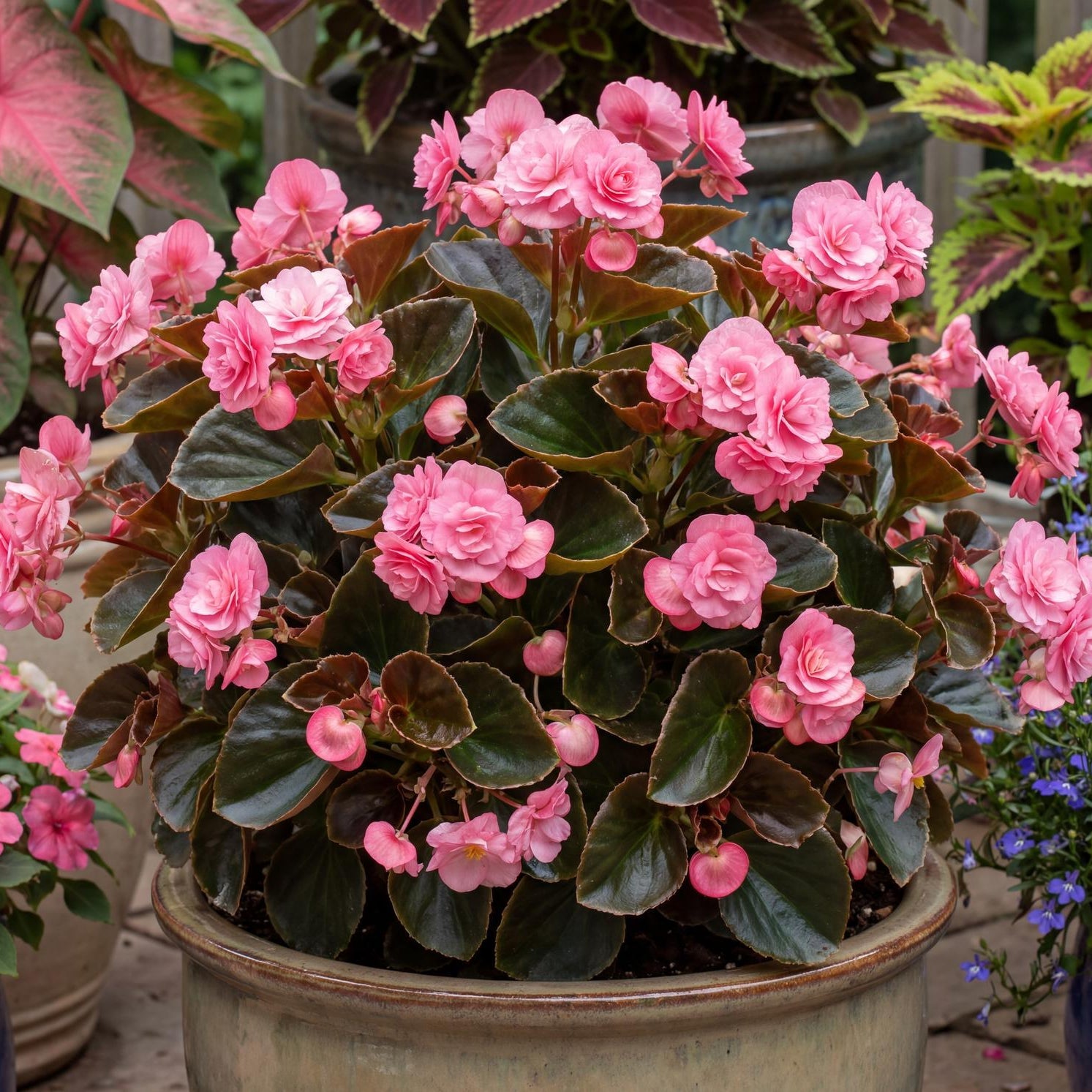 Doublet Pink Wax Begonia in a 4-inch pot, double pink flowers over compact bronze-green mounded foliage