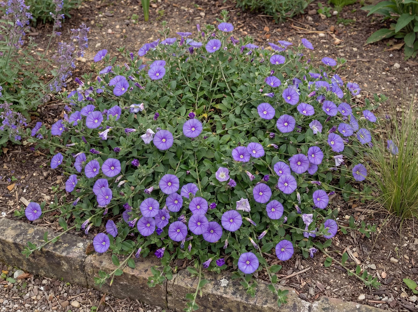 Sabatius Convolvulus