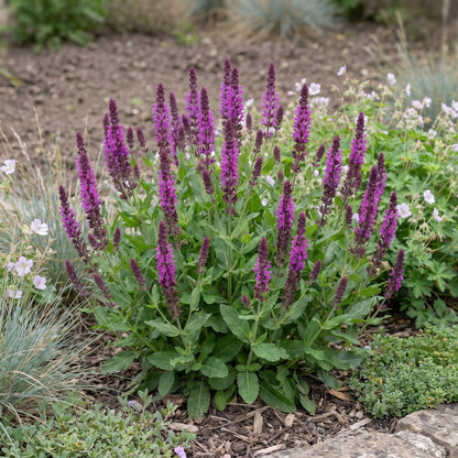 Bumbleberry Salvia