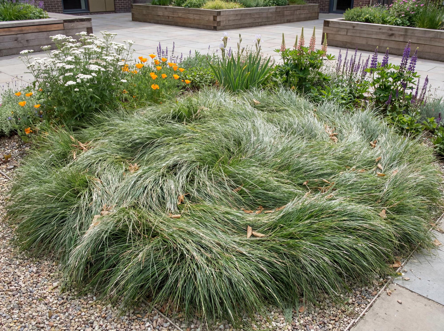 Molate Red Fescue