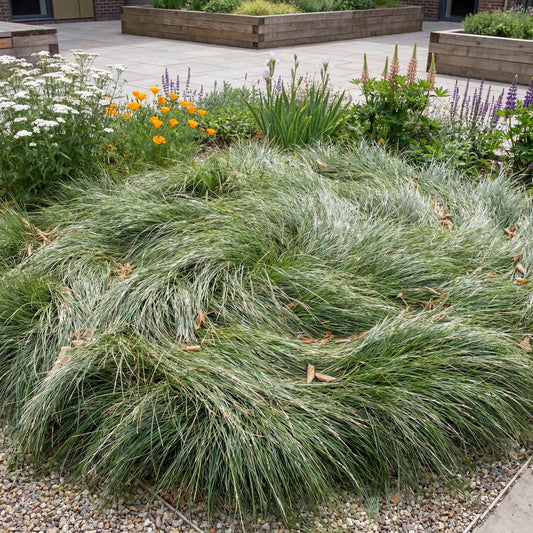 Molate Red Fescue