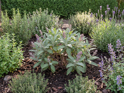 Grower's Friend Sage