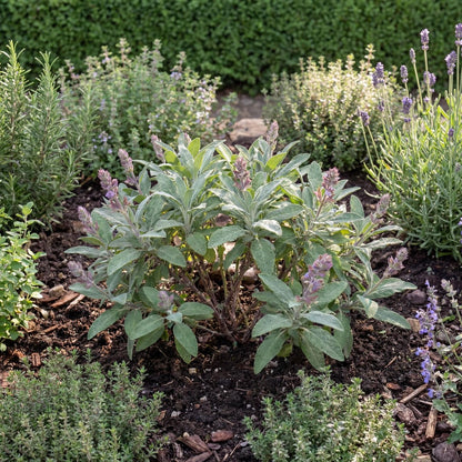 Grower's Friend Sage