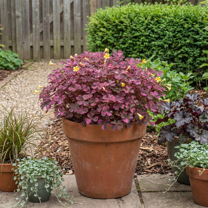 Plum Crazy Oxalis