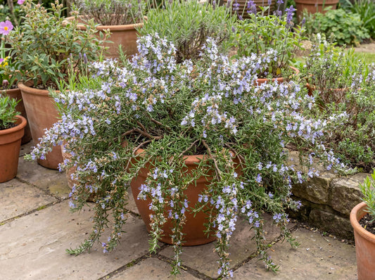 Huntington Carpet Rosemary