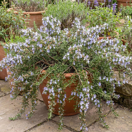 Huntington Carpet Rosemary