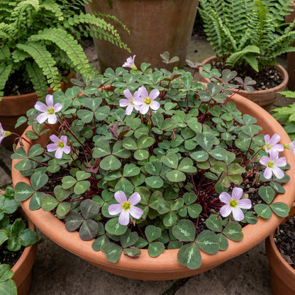 Klamath Ruby Redwood Sorrel