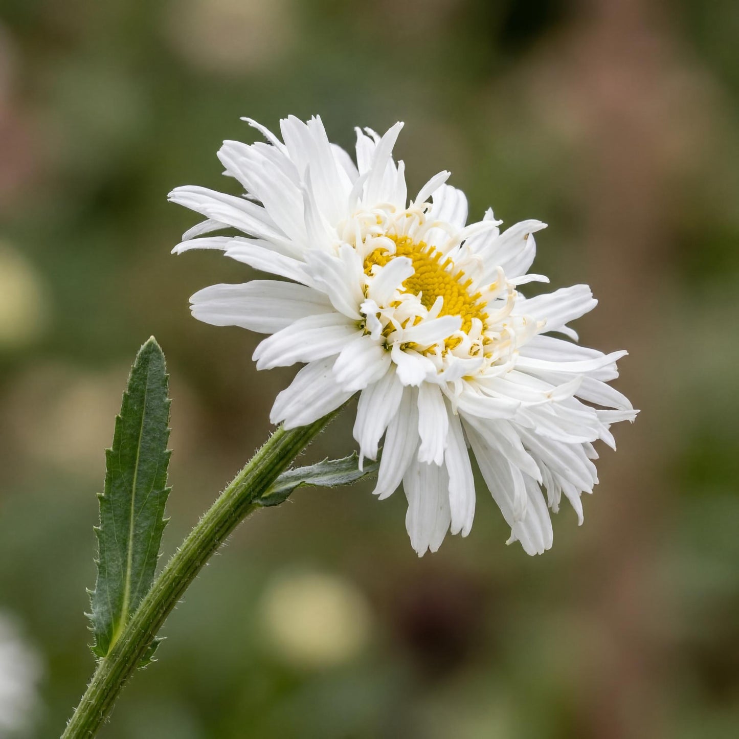 Crazy Daisy Shasta Daisy