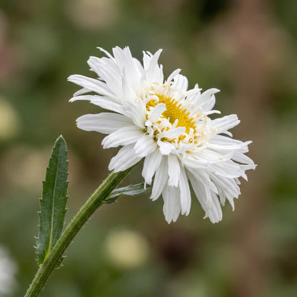 Crazy Daisy Shasta Daisy