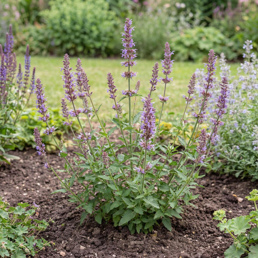 Purple Haze Anise Hyssop in a 4-inch pot, smoky violet-blue flower spikes rising over gray-green leaves