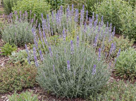 Phenomenal Lavender