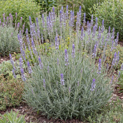 Phenomenal Lavender