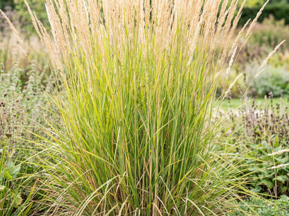 Karl Foerster Feather Reed Grass