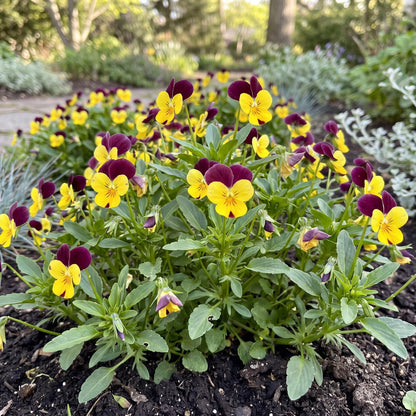 Penny Yellow/Purple Jump Up Viola