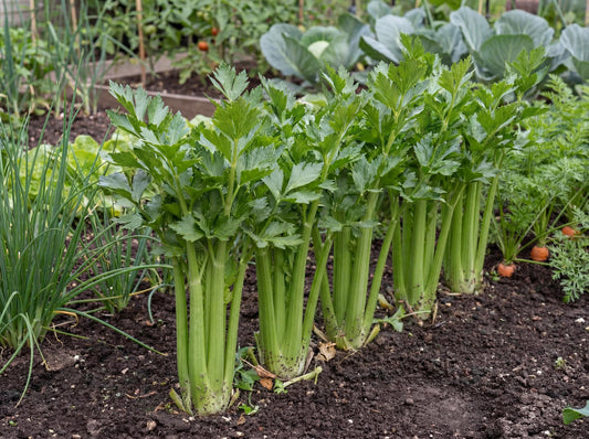 Tango Celery