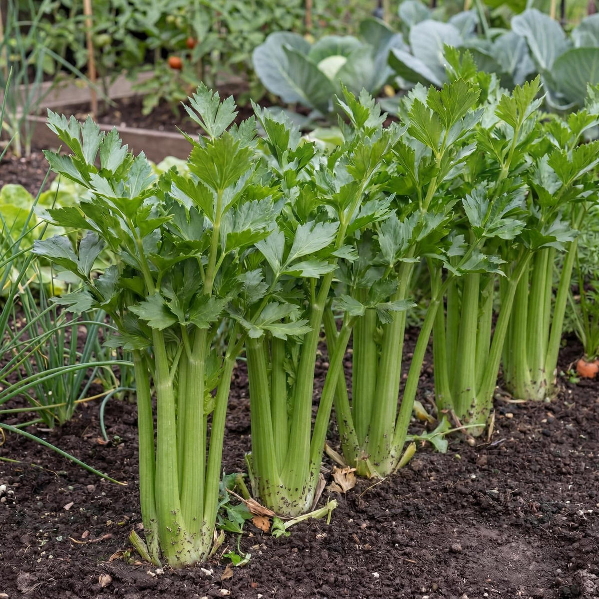 Tango Celery