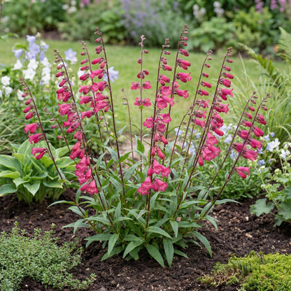 Deep Rose Penstemon in a 4-inch pot, with deep rose tubular flowers showing bright white throats.