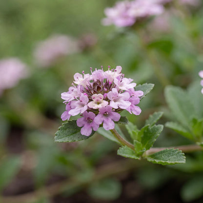 Tesla Lippia