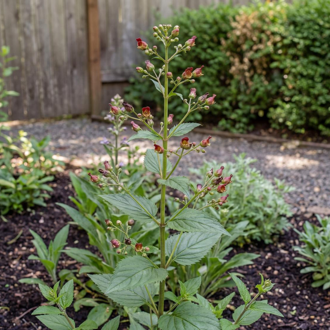 California Figwort feeds native bees and other pollinators, which is how it earned the name bee plant.