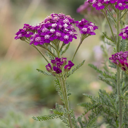 New Vintage Violet Yarrow