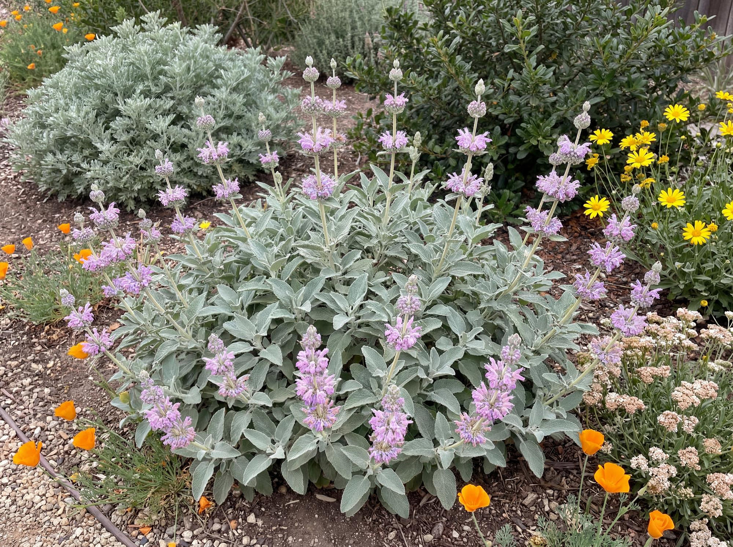 Point Sal Spreader Mexican Purple Sage