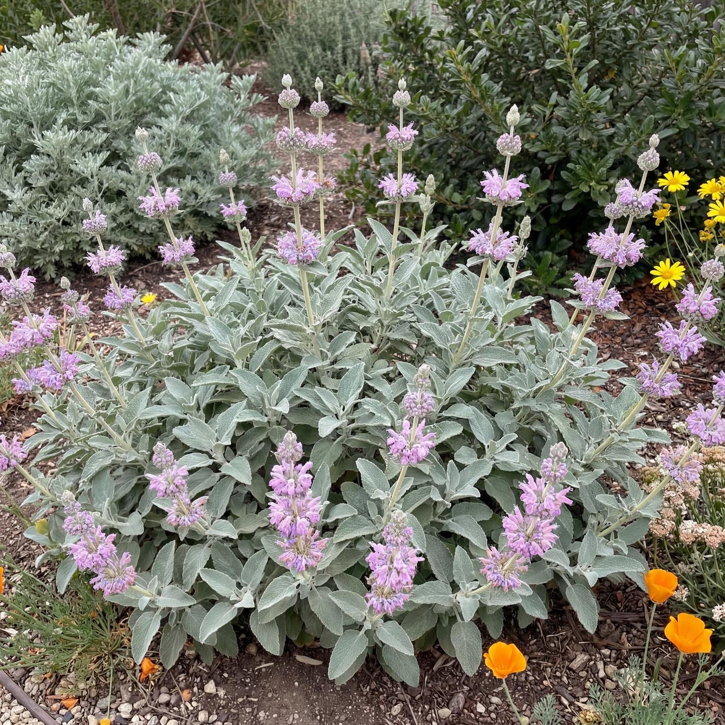 Point Sal Spreader Mexican Purple Sage in a 4-inch pot, silver-gray aromatic leaves on a spreading native shrub