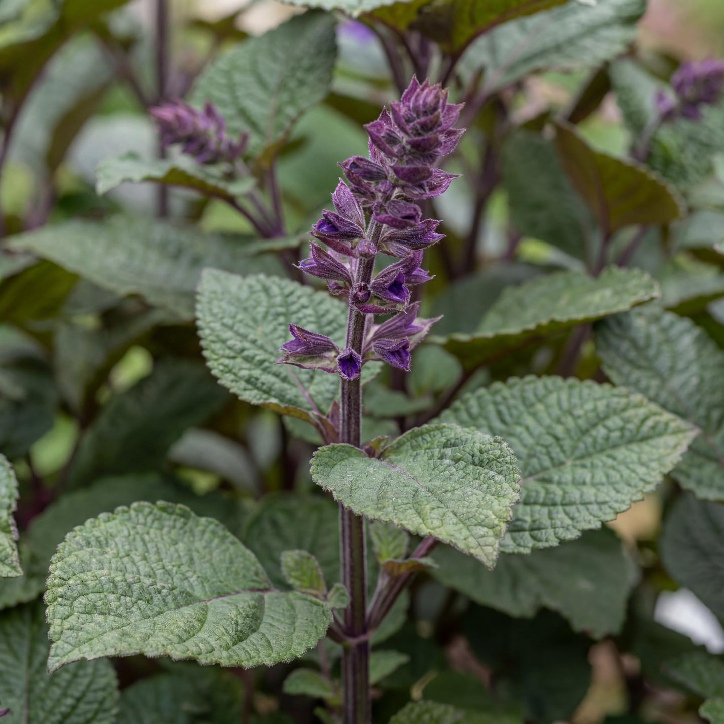 Magic Mona Purple Plectranthus