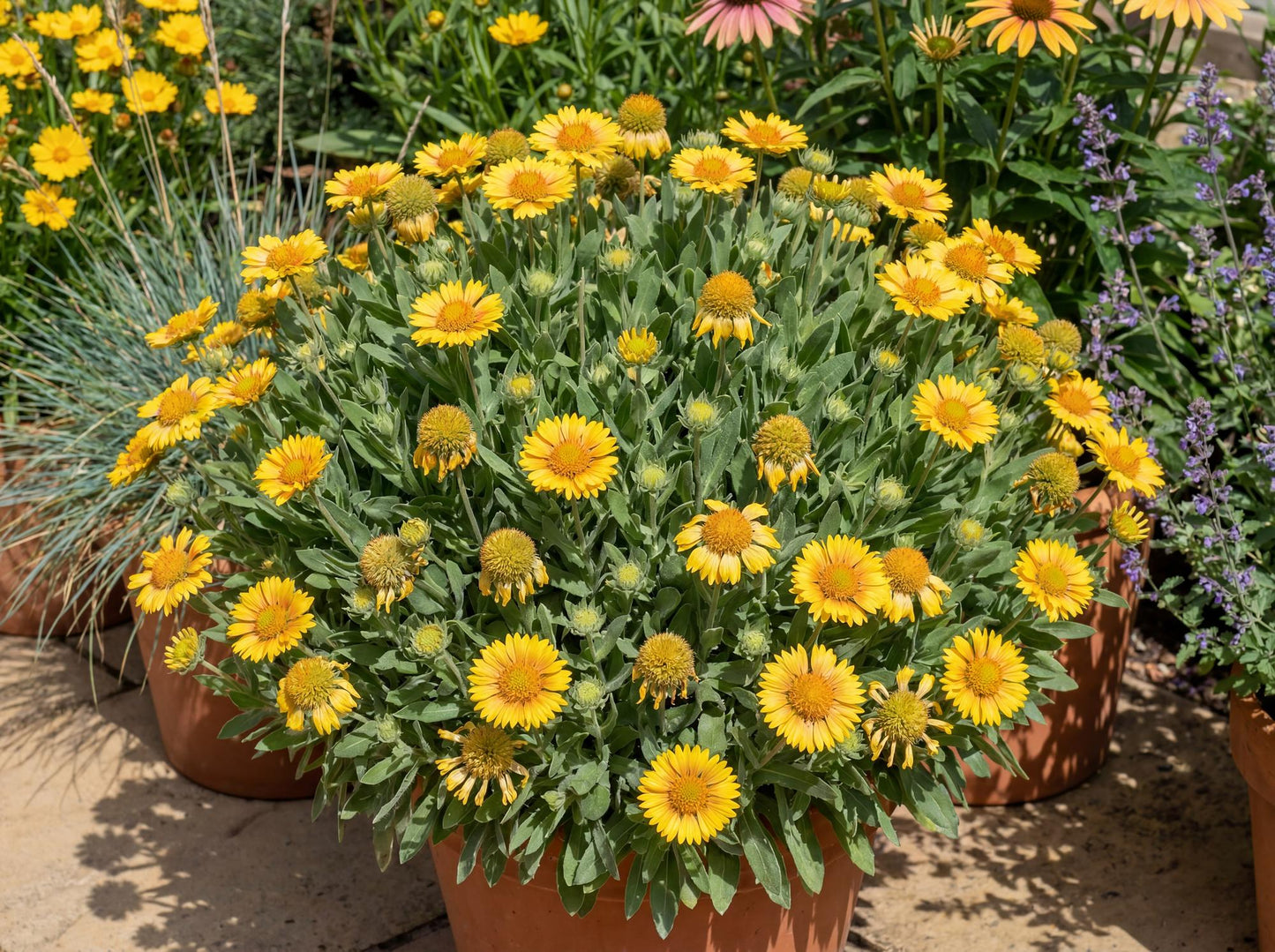 Gusto Lemon Blanket Flower