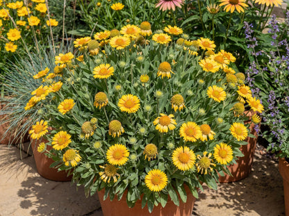 Gusto Lemon Blanket Flower