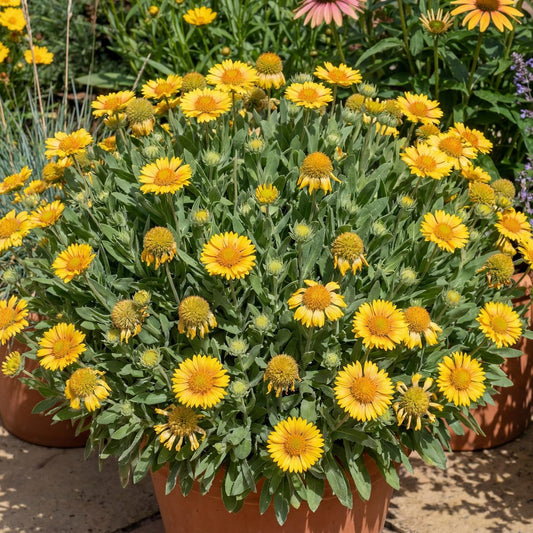 Gusto Lemon Blanket Flower