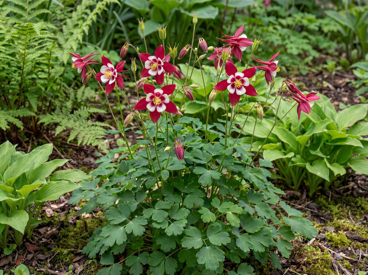 Red & White Kirigami Columbine