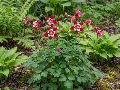 Red & White Kirigami Columbine