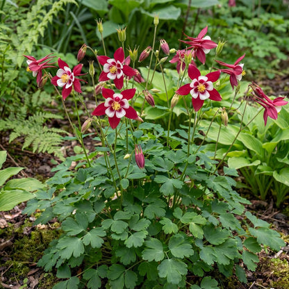 Red & White Kirigami Columbine