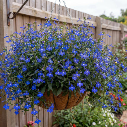 Glow Electric Blue Lobelia